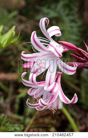 White and pink Crinum Lily Crinium species called red flare grows in a botanical garden in Florida