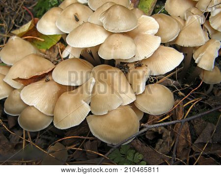 Forest mushroom photo. Very beautiful image