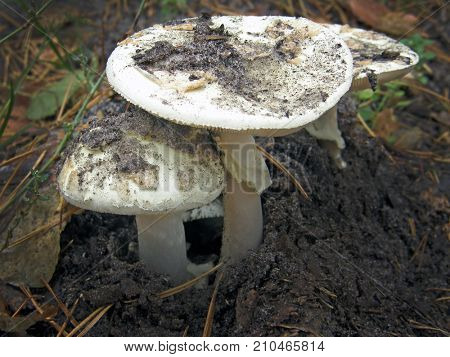 Forest mushroom photo. Very beautiful image