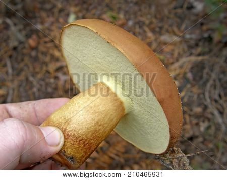 Polish mushroom Imleria badia. Very beautiful image