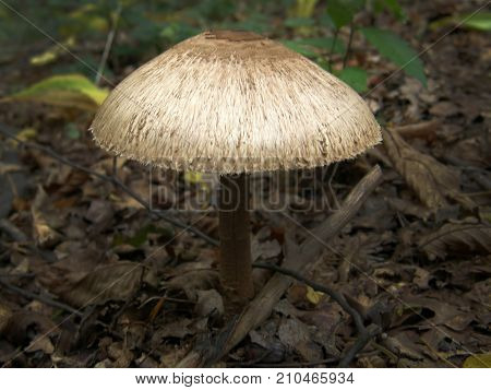 Forest mushroom umbrella. Very beautiful image
