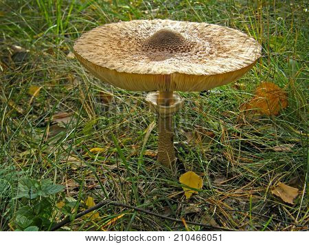 Forest mushroom umbrella. Very beautiful image