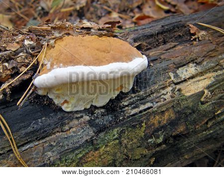 mushroom Ganoderma applanatum. Very beautiful image