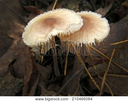 Forest mushroom photo. Very beautiful image
