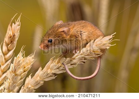 Micromys minutus or Harvest Mouse in wheat field