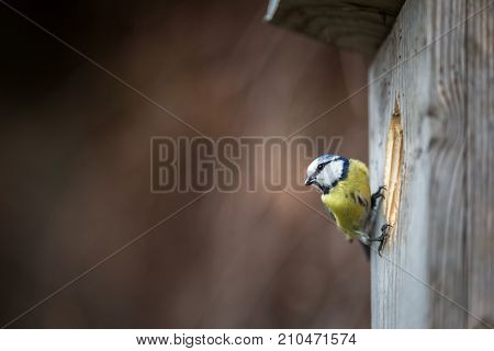 Blue tit Parus caeruleus on a bird house it inhabits - feeding the young. Shallow depth of field and background blurred