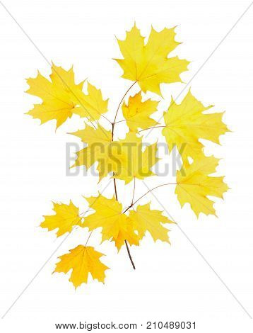 Stem with yellow fall leaves of a sugar maple (Acer saccharum) isolated against a while background