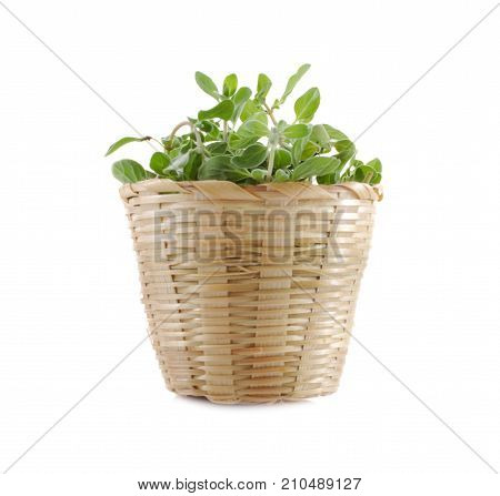 marjoram oregano isolated on white background .