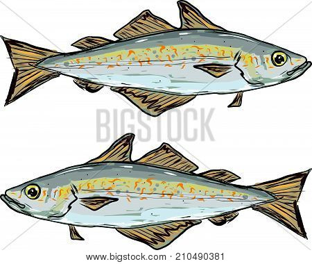 Pollock vector illustration hand sketch clip-art image file