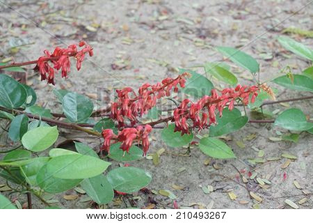red Bauhinia strychnifolia is the Thai herble plant help in fix the flu