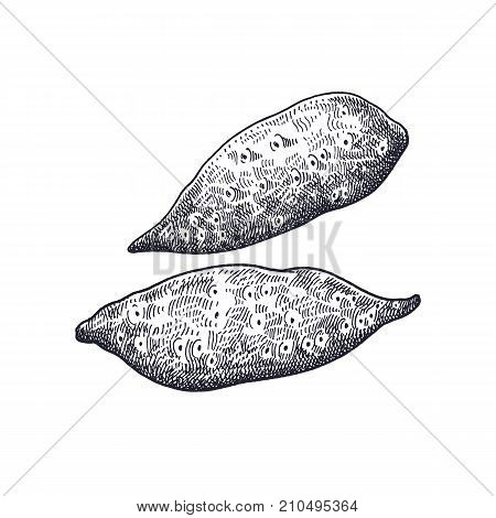 Sweet potato. Vegetables isolated for kitchen design. Vector illustration of food. Hand drawing style vintage engraving. Black and white.