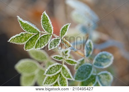 Frozen leaves of a plant in winter