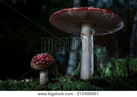 Mushrooms in the forest are illuminated by the sun's rays of light.
