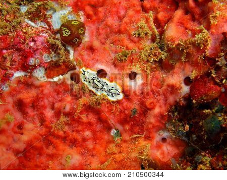 The amazing and mysterious underwater world of the Philippines, Luzon Island, Anilаo, flatworm