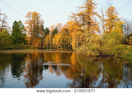 Autumn landscape . Trees with jeltymi leaves on the lake.
