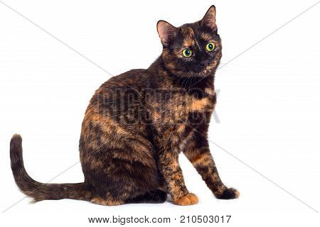 Tortoise cat on a white background. The cat of a tortoise color sits half-turned selective focus is isolated on white