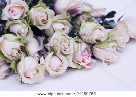 White roses retro tonted photo pink flower