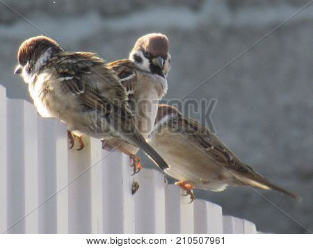 Birds, titmouses in Bashkiria bashkortostan, Russia. Birds sitting on the fence