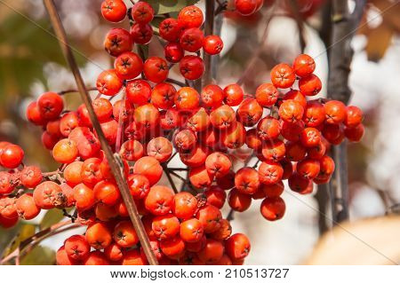 Red Berries Rowan Of Russian Ashberry On A Tree Close-up