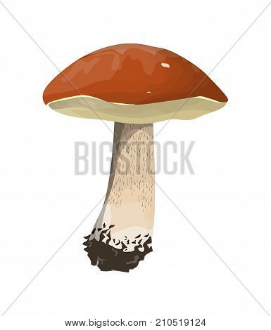 Isolated fresh aspen mushroom on white background.