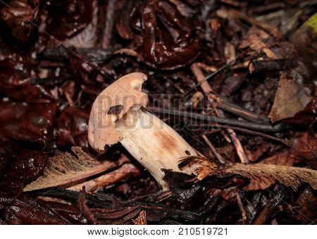This are Mushrooms at forest floor with leafs