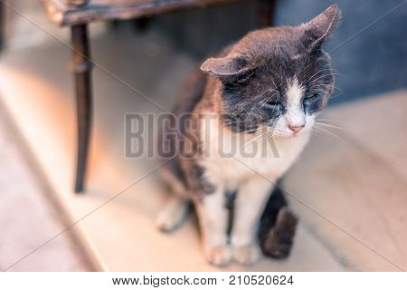 A very sad and abandoned cat along a street of a city at sunset light.