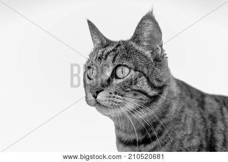 Portrait Of A Cat