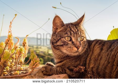 Portrait Of A Cat