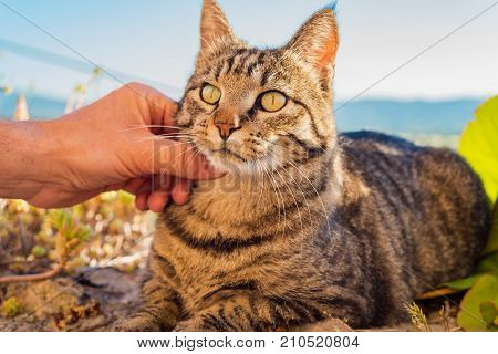 Portrait Of A Cat