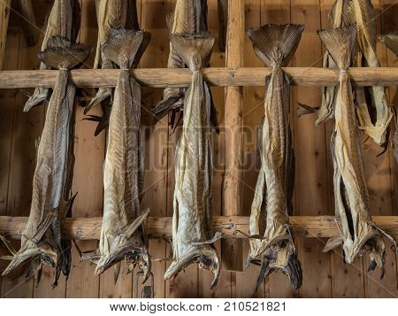 Dryfish, cod stockfish hanging inside on wooden racks in Lofoten Islands, Norway, Europe. Horizontal image.