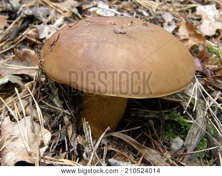 Polish mushroom Imleria badia. Very beautiful image