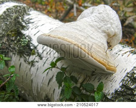 mushroom Fomes fomentarius. Very beautiful image