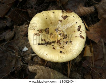 Forest mushroom photo. Very beautiful image