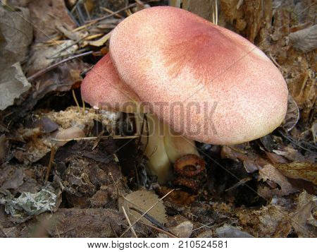 mushroom Tricholomopsis rutilans. Very beautiful image