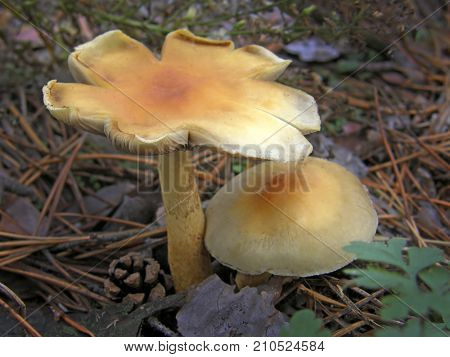 Forest mushroom photo. Very beautiful image
