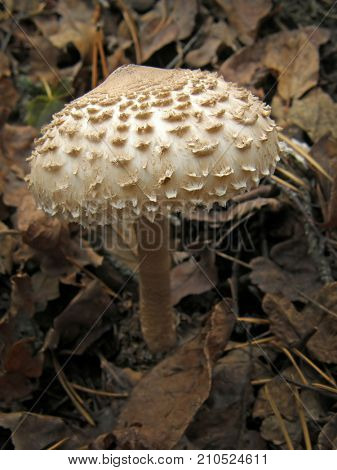 Forest mushroom photo. Very beautiful image