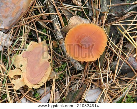Forest mushroom photo. Very beautiful image