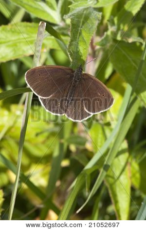 Mariposa de tirabuzón