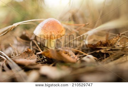 fresh edible mushroom in a forest in the nature .