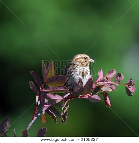 チッピング雀 (Spizella Passerina)