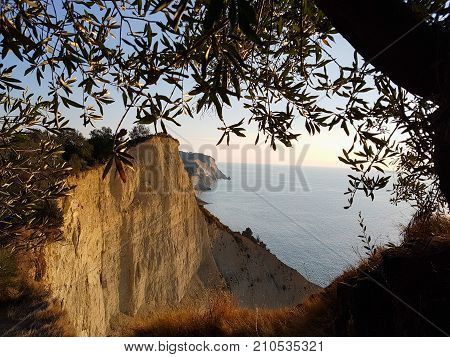 Olive Tree And Cliffs Above Loggas Beach In Corfu, Greece