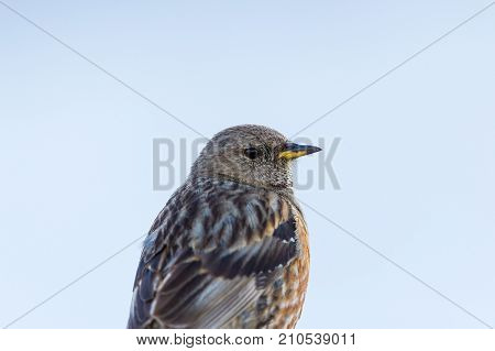 Portrait Of Alpine Accentor (prunella Collaris)
