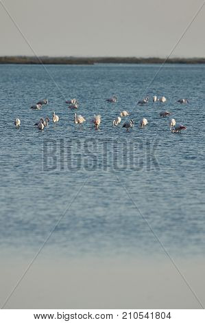 View of pink flamingos birds in Evros river Greece.