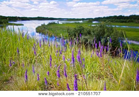 Plant veronica spikelet in wild conditions on the banks of the Siberian river