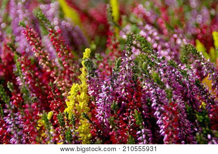 A colorful composition of heather flowers. Typical of autumn plants blooming.