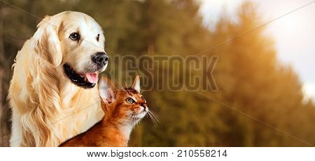 Cat And Dog, Abyssinian Cat, Golden Retriever Together On Peaceful Autumn Nature Background