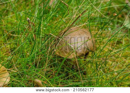 mushrooms in the forest under grass with morning dew