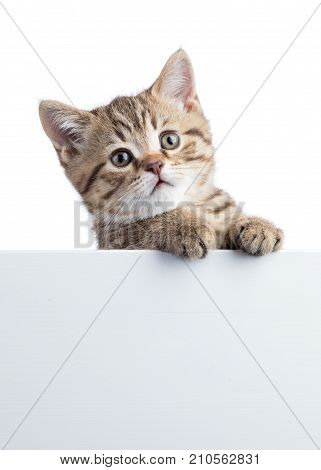 Kitten hanging over blank posterboard for message
