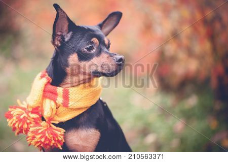 Beautiful dog, a puppy in a yellow scarf with pampons sitting on a background of autumn foliage. Space for text. Lovely, funny puppy