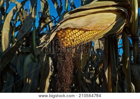Field corn ready for harvest in the late day golden sun of a bright and sunny October day. Field corn is used to feed livestock, make ethanol and thousands of other bio-based products.
